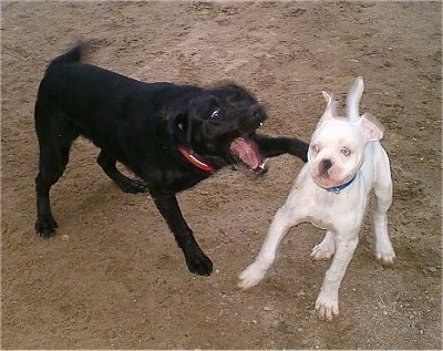 American Bulldog Lab Mix Pictures