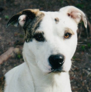 American Bulldog Lab Mix Pictures