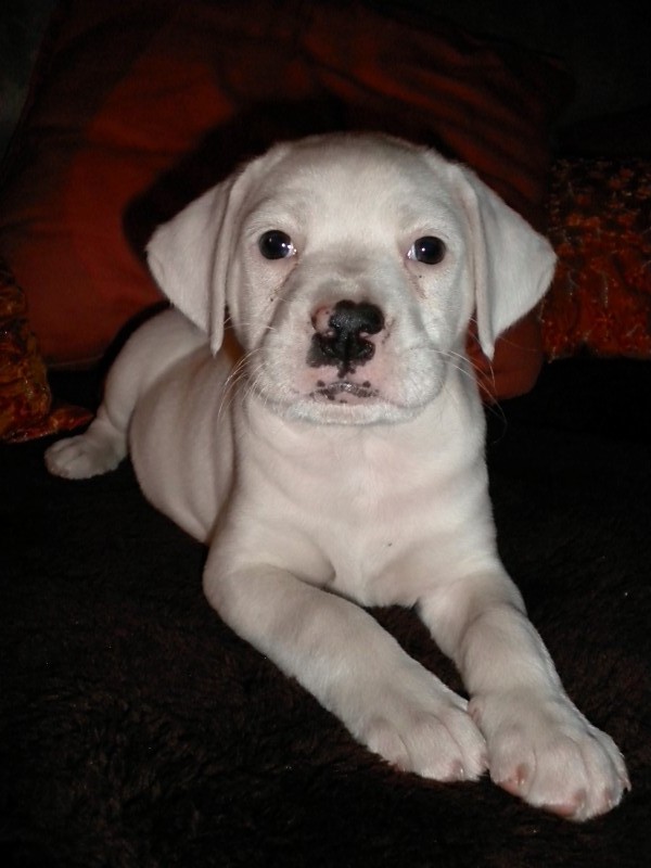 American Bulldog Lab Mix Pictures