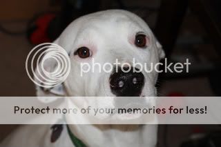 American Bulldog Lab Mix Pictures