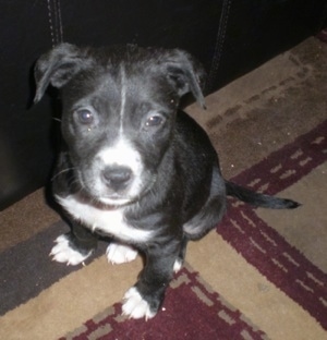 American Bulldog Lab Mix Puppies