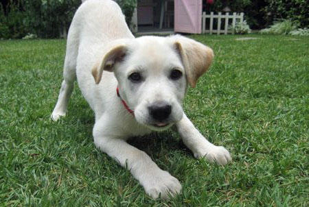 American Bulldog Lab Mix Puppies