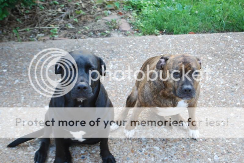 American Bulldog Lab Mix Puppies