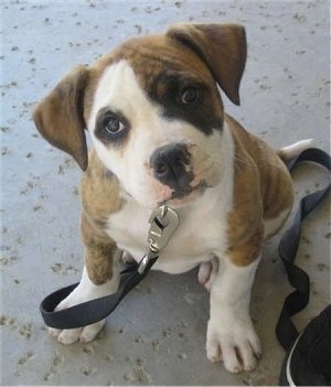 American Bulldog Lab Mix Size