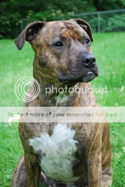 American Bulldog Lab Mix Size