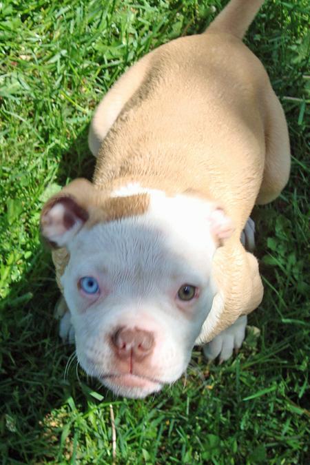 American Bulldog Lab Mix Size