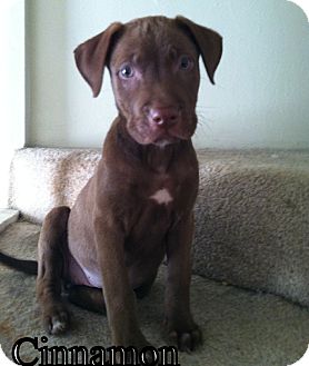 American Bulldog Lab Mix Size