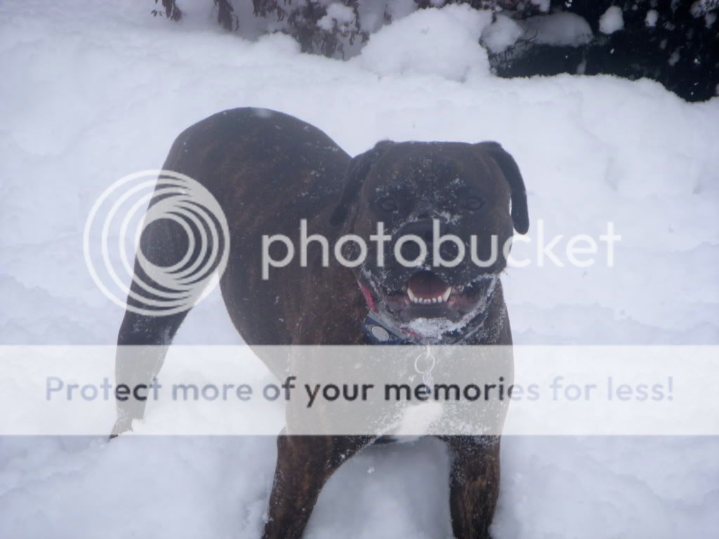 American Bulldog Lab Mix Temperament