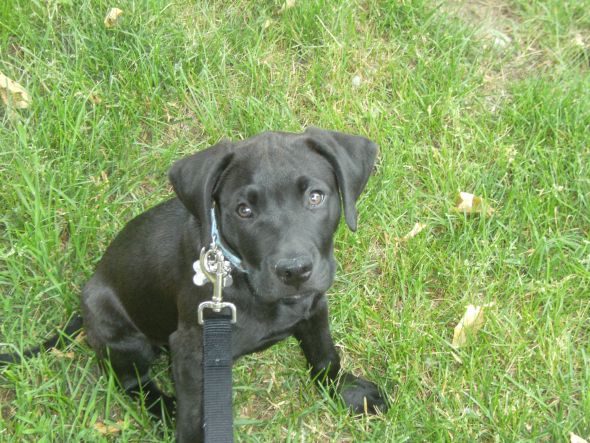 American Bulldog Lab Mix Temperament