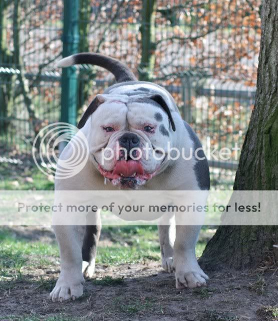 American Bulldog Pictures 6 Months