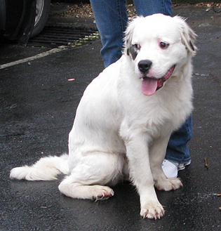 American Bulldog Pictures 6 Months