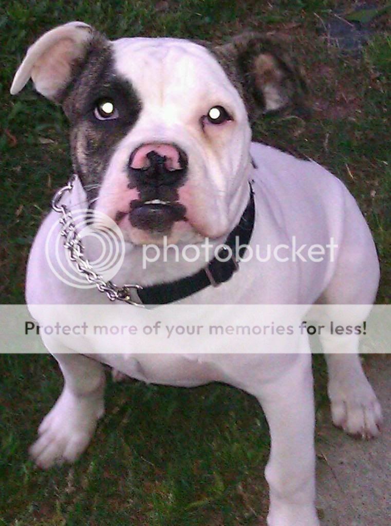 American Bulldog Pictures 6 Months