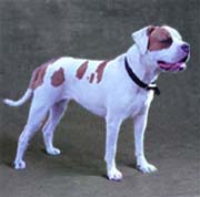 American Bulldog Pictures Information