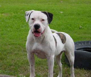 American Bulldog Pictures Information