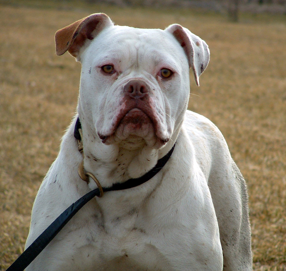 American Bulldog Pictures Johnson