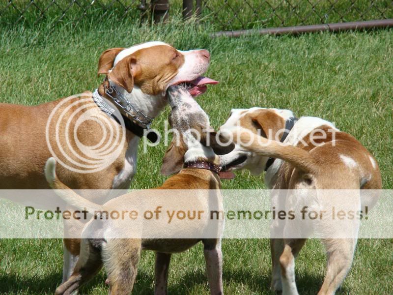 American Bulldog Pitbull Mix Breeders