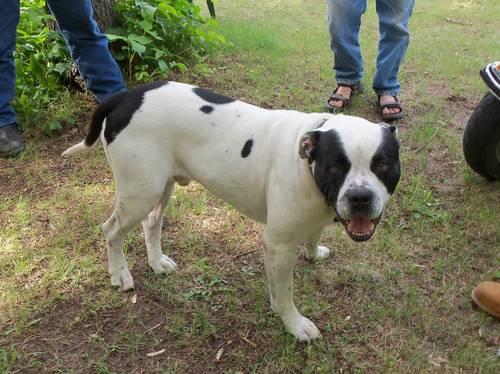 American Bulldog Pitbull Mix Pictures