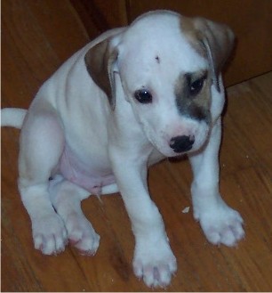 American Bulldog Pitbull Mix Pictures