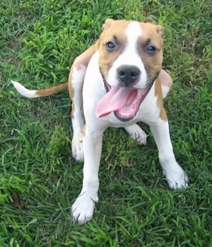 American Bulldog Pitbull Mix Puppies For Sale