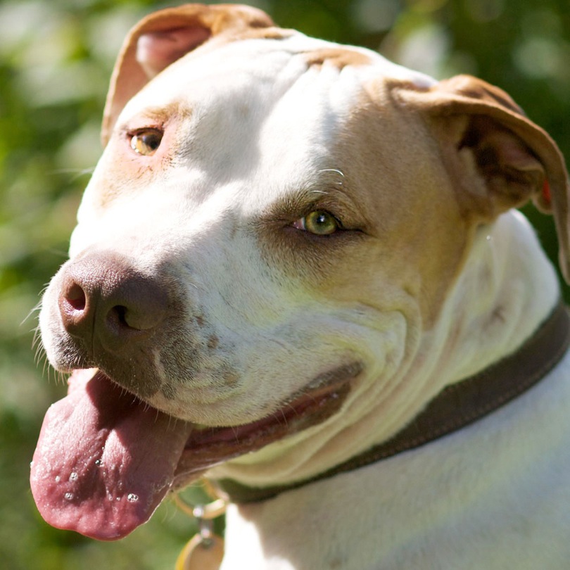 American Bulldog Pitbull Mix Puppies For Sale