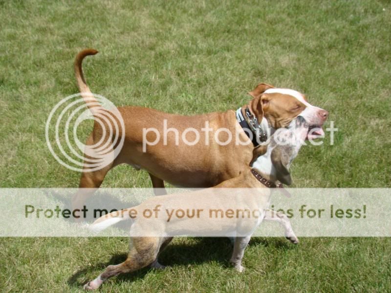 American Bulldog Pitbull Mix Puppies For Sale