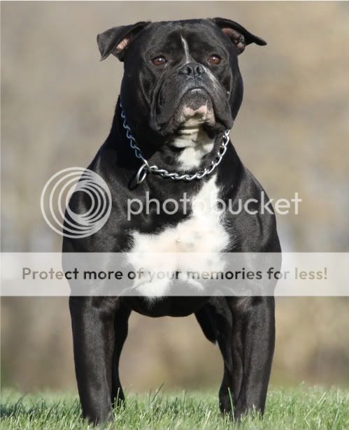 American Bulldog Puppies Black