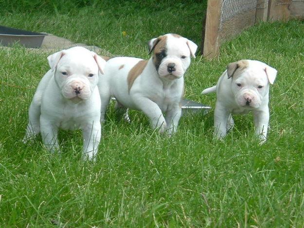 American Bulldog Puppies Black