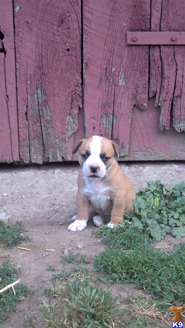 American Bulldog Puppies For Sale In Ohio