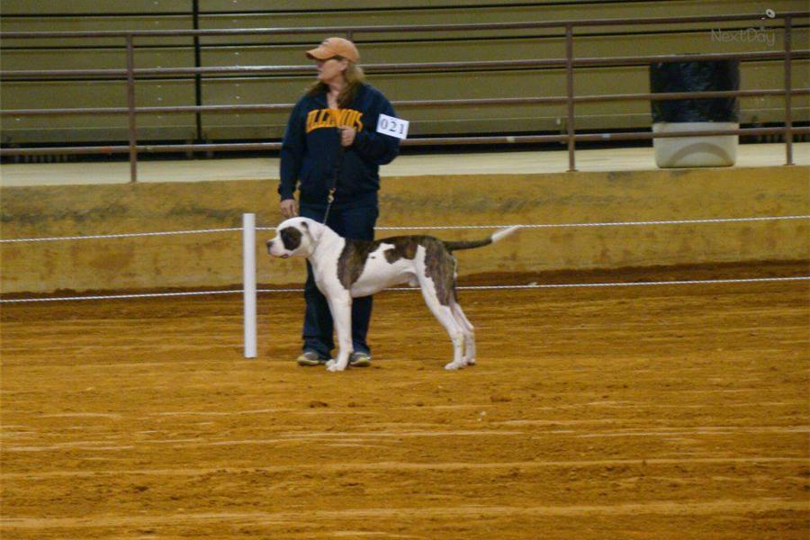 American Bulldog Puppies For Sale In Ohio