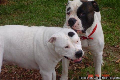 American Bulldog Puppies For Sale In Ohio