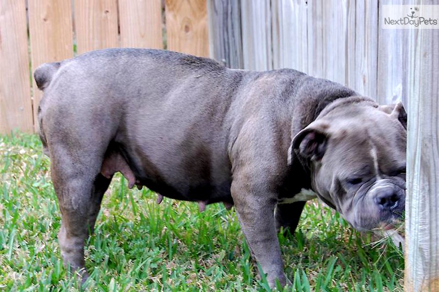 American Bulldog Puppies For Sale In Texas