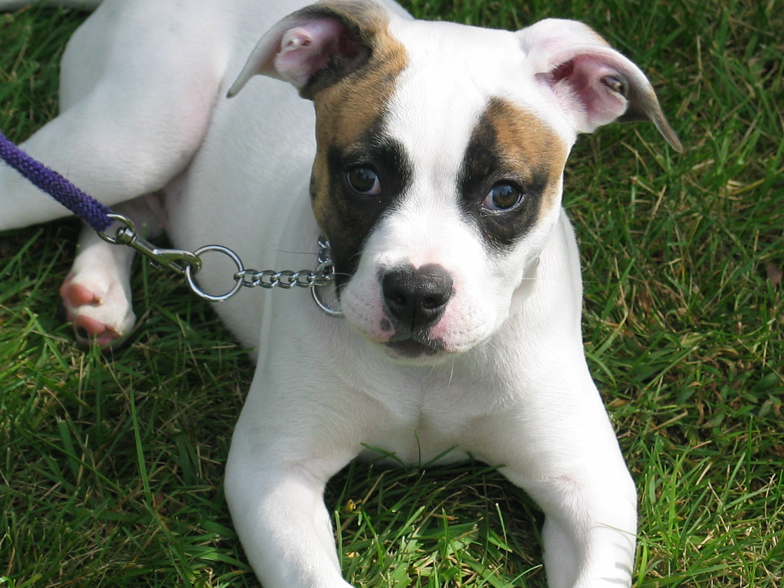 American Bulldog Puppies Pics