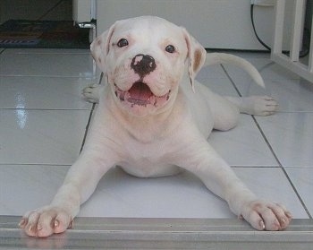 American Bulldog Puppies Pictures