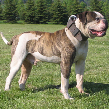 American Bulldog Puppies Pictures