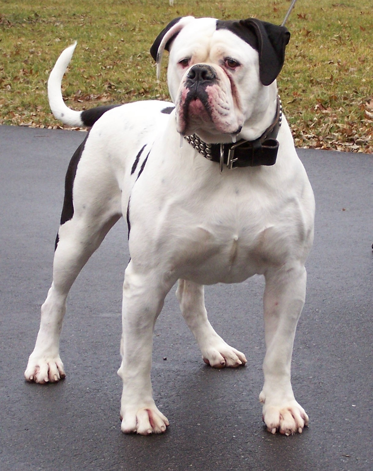 American Bulldog Puppies Pictures