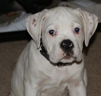 American Bulldog Puppies Pictures