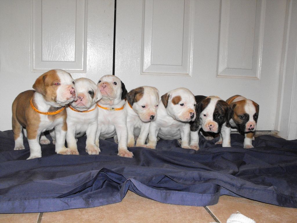 American Bulldog Puppies Pictures