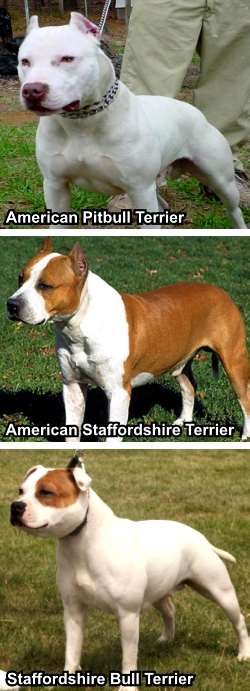 American Bulldog Vs Pitbull Difference