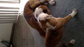 American Bulldog Vs Pitbull Pictures