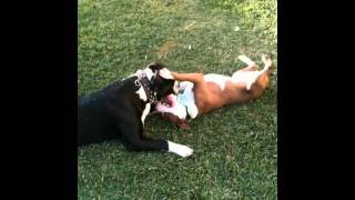 American Bulldog Vs Pitbull Pictures