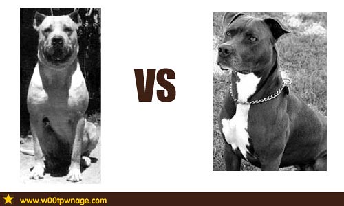 American Bulldog Vs Pitbull Pictures