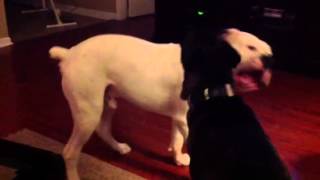 American Bulldog Vs Pitbull Pictures