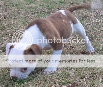 American Bulldog Vs Pitbull Who Would Win