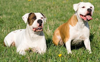 American Bulldog Vs Pitbull Who Would Win