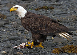 American Eagle Symbol Of America