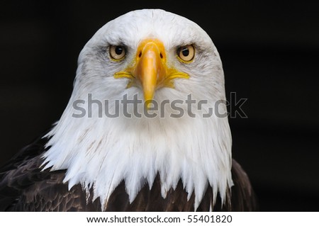 American Eagle Symbol Of America