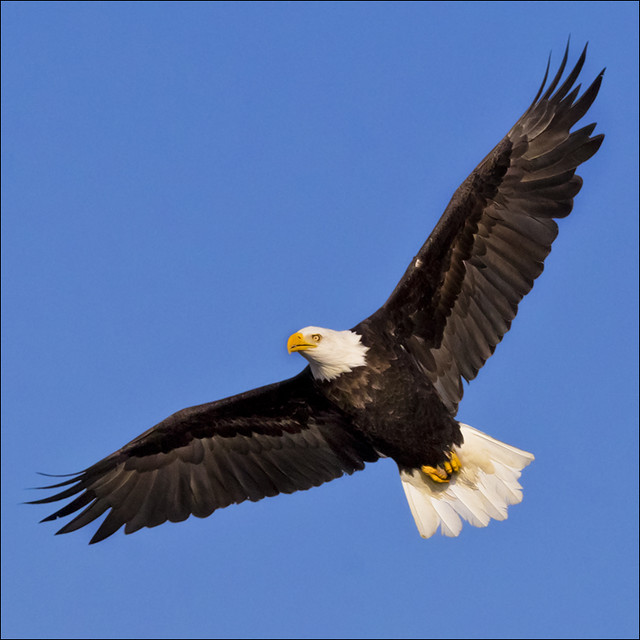 American Eagle Symbol Wiki