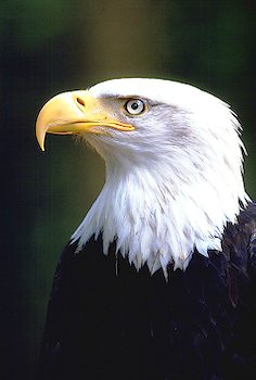 American Eagle Symbol Wiki