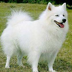 American Eskimo Dog Breed