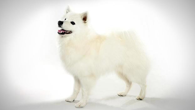 American Eskimo Dog Breed